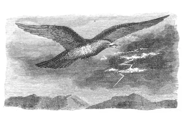 Ilustrația Unei Păsări Vechi — Fotografie, imagine de stoc