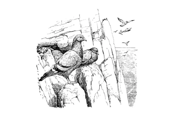 Illustrazione Uccello Sotto Forma Cuore — Foto Stock