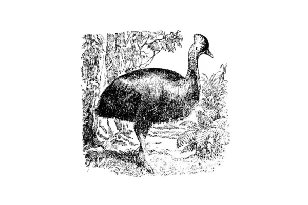 Ilustração Belo Pássaro Dos Desenhos Animados — Fotografia de Stock