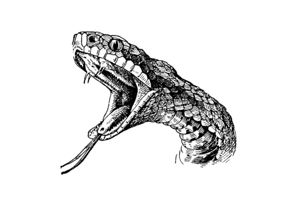 Hand Drawn Sketch Snake Vector Illustration — Stock Photo, Image
