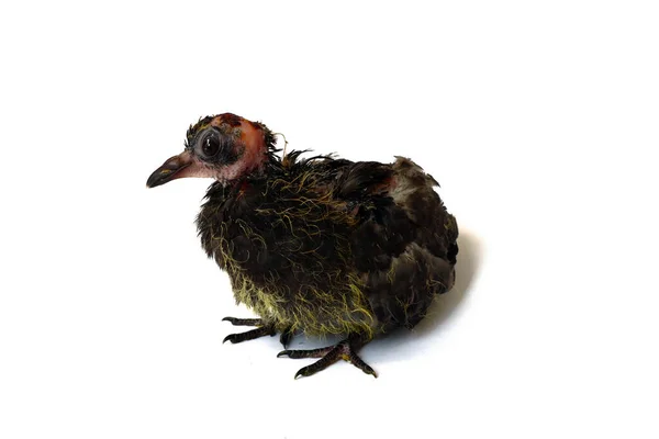 带有禽流感病毒感染 鸽子疾病的鸽子 — 图库照片