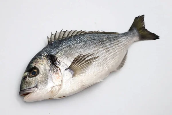 Pesce Sfondo Bianco — Foto Stock