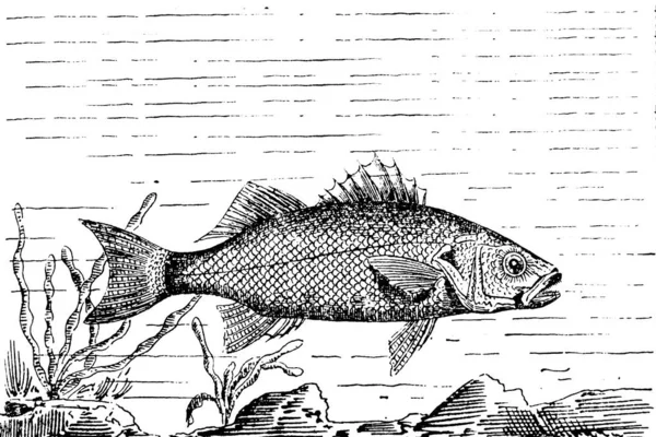 Риба Риболовля Ілюстрація Вектор Білому Тлі — стокове фото