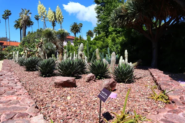 Beverly Hills Kalifornien Maj 2019 Beverly Hills Cactus Garden Beverly — Stockfoto