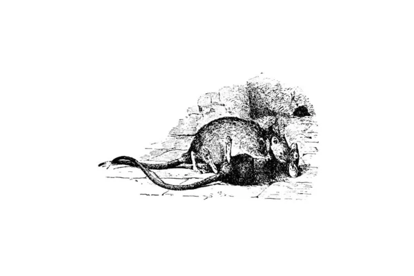 Kézzel Rajzolt Illusztráció Egy Patkányok Régi Elszigetelt Fehér Alapon — Stock Fotó