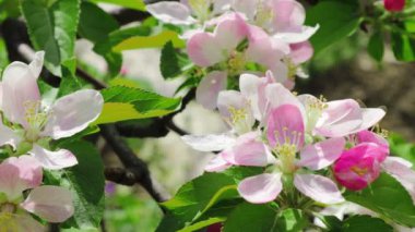 Bal arısı, Apple çiçeklerinden polen topluyor. Elma ağacı yeşil yapraklarla çiçek açar.