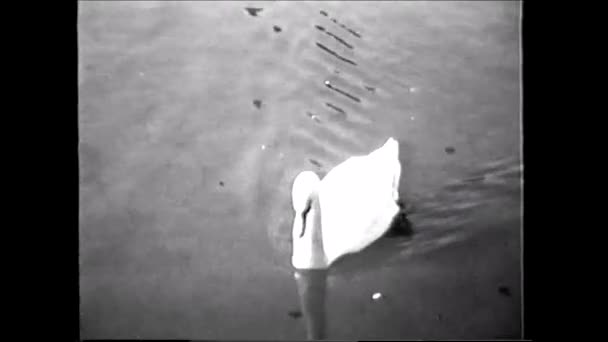 Cigno Nel Lago 1960 Video Vintage 8Mm — Video Stock