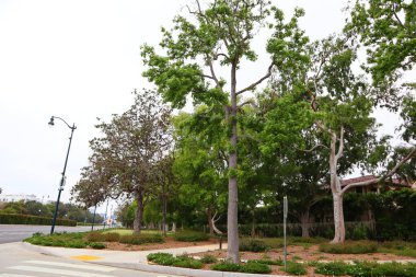 Beverly Hills, California - 12 Mayıs 2019: Santa Monica Bulvarı 'ndaki Beverly Gardens Parkı manzarası