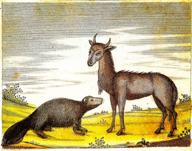 NILGAI ve BeAVER - 1840 Vintage gravür Orijinal renkleri ve kusurları ile.
