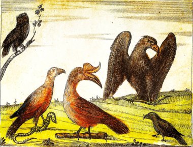 EAGLE, RINOCEROS HORNBill, VULTURE, BARN OWL and CROSSBill - 1840 Klasik Oymalı Resim.