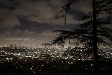 Los Angeles silüeti - Ağaç dalları manzaralı Gece Saati Panoraması 