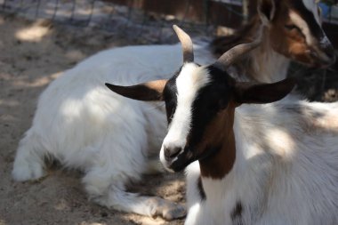 Hayvanat bahçesinde keçi