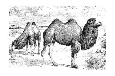 Eski ve eski devenin vektör çizimi. Web için kırsal stok sembolü koleksiyonu.