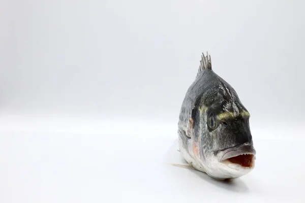 Beyaz Arkaplanda Balık — Stok fotoğraf