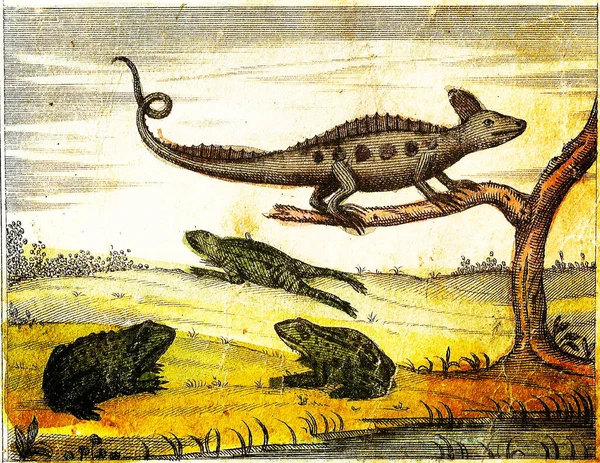 Ježíš Lizard Toad Frog Red Frog 1840 Ročník Rytá Ilustrace — Stock fotografie