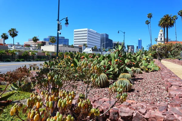Beverly Hills Καλιφόρνια Μαΐου 2019 Beverly Hills Cactus Garden Στο — Φωτογραφία Αρχείου