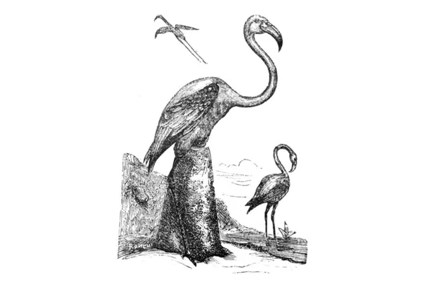 Απεικόνιση Ενός Πτηνού — Φωτογραφία Αρχείου