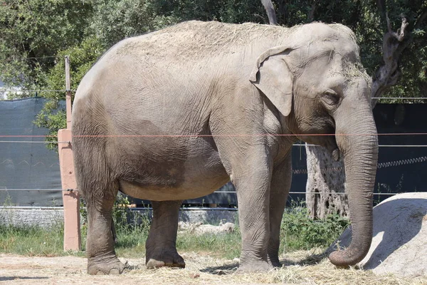 Elefant African Nume Științific Loxodonta — Fotografie, imagine de stoc