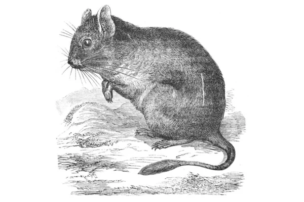 Απεικόνιση Ενός Σκίουρου — Φωτογραφία Αρχείου