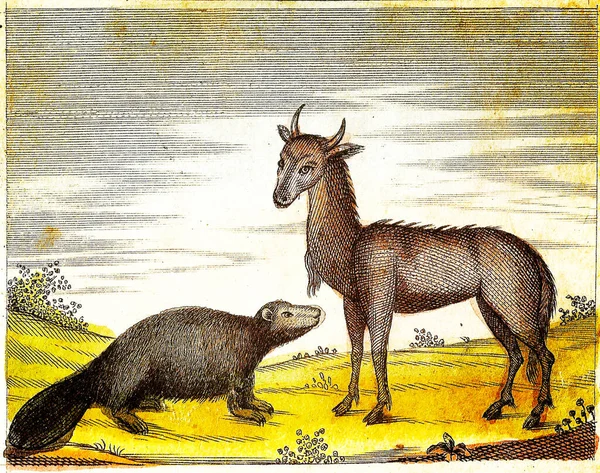 Nilgai Beaver 1840 Vintage Gegraveerde Illustratie Met Originele Kleuren Onvolkomenheden — Stockfoto