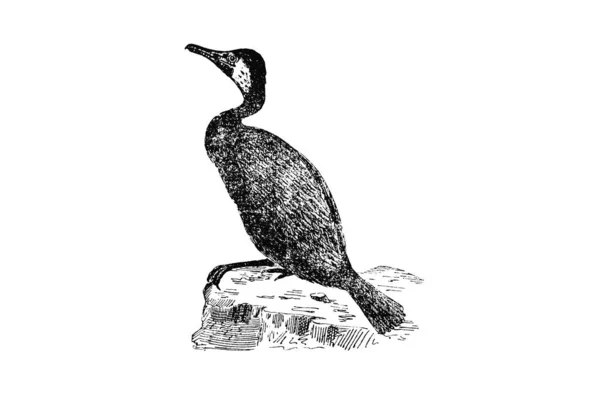 Ilustrarea Unei Păsări Fundal Alb — Fotografie, imagine de stoc