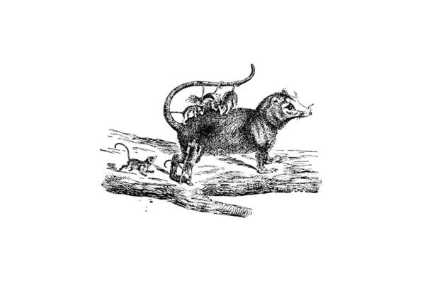 Ręcznie Rysowany Szkic Zoologii Ilustracja Stylu Grawerowania — Zdjęcie stockowe