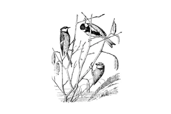 Ilustrace Ptáka Větví Rostliny — Stock fotografie