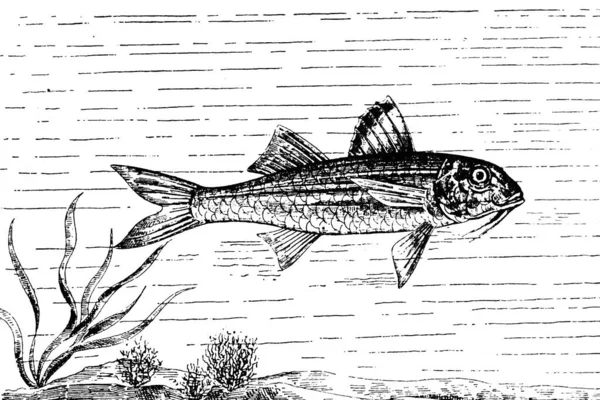 Peixe Pesca Truta Ilustração Vetor Sobre Fundo Branco — Fotografia de Stock