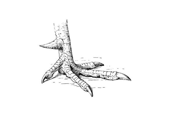 Hand Drawn Sketch Shark Black White Vector Illustration — Stock Photo, Image