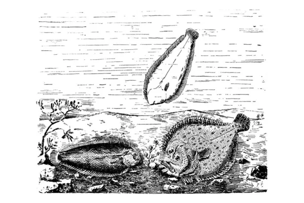 Schiță Desenată Manual Zoologiei Ilustrație Stil Gravat — Fotografie, imagine de stoc