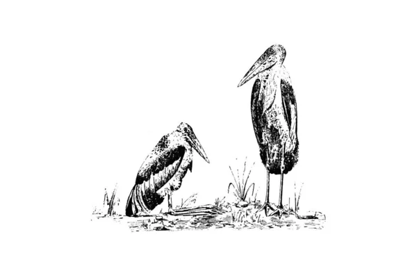 Bir Kuşun Çizimi — Stok fotoğraf