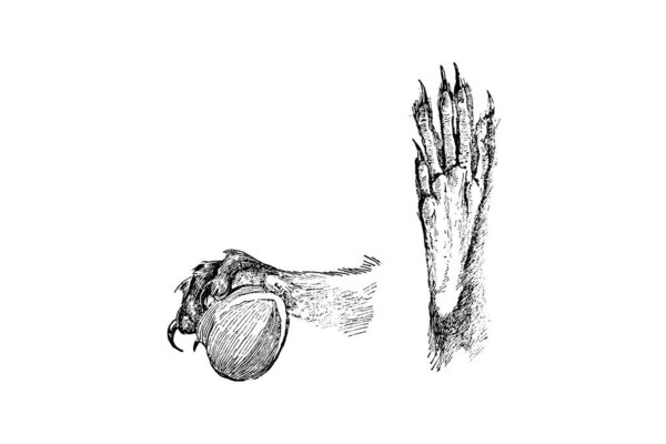hand drawn sketch of zoology Illustration in engraving style