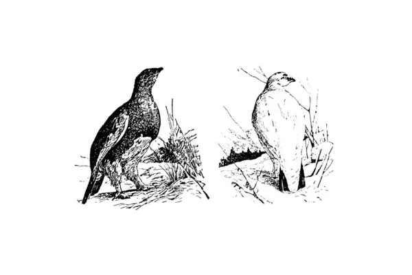 Ilustração Pássaro Forma Pássaro — Fotografia de Stock