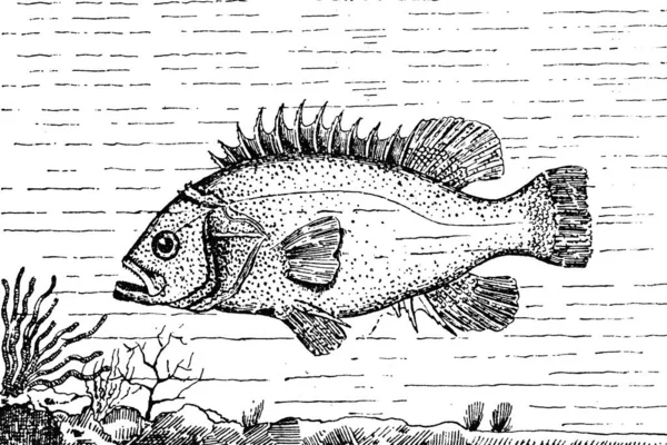 Ryba Morze Ocean Rzeka Ilustracja Wektor Ręcznie Rysowany Szkic — Zdjęcie stockowe