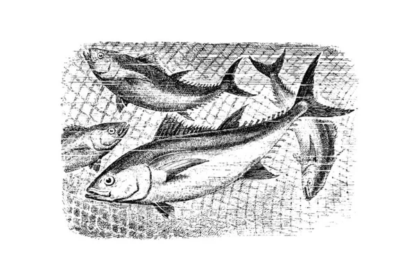 Векторная Ручная Иллюстрация Рыбы — стоковое фото