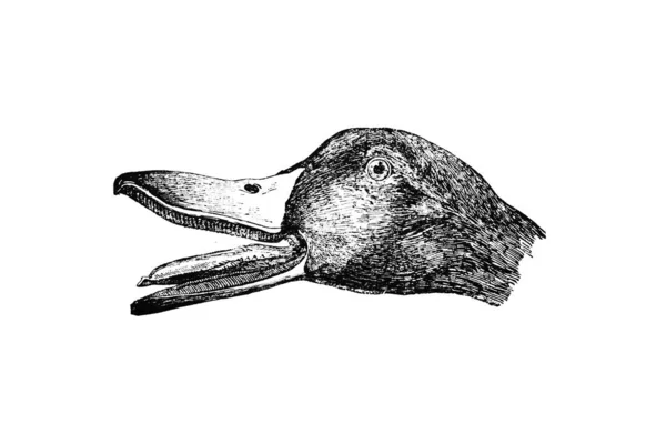 Ilustrace Ptáka — Stock fotografie