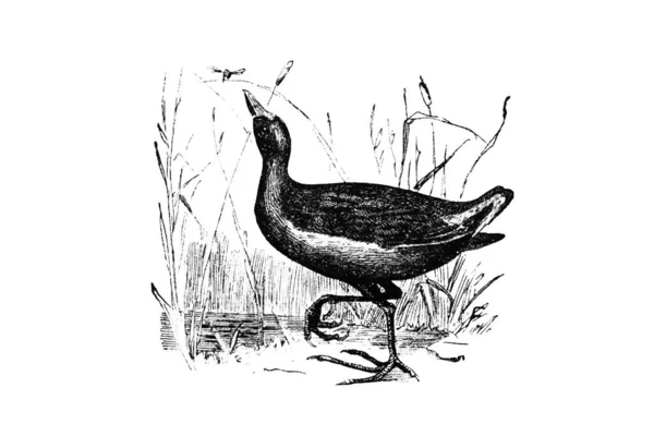 Abbildung Eines Vogels — Stockfoto
