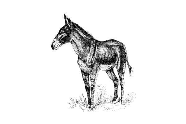 Vectorschets Illustratie Van Met Hand Getrokken Paard — Stockfoto