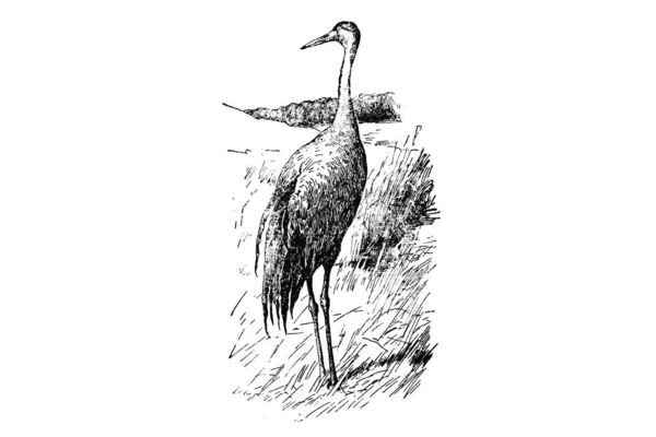 Ručně Kreslené Vektorové Ilustrace Skica Černý Pták Izolované Přes Bílé — Stock fotografie