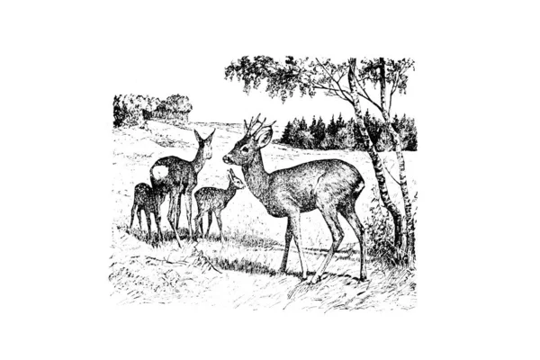 Ilustração Preto Branco Cavalo — Fotografia de Stock