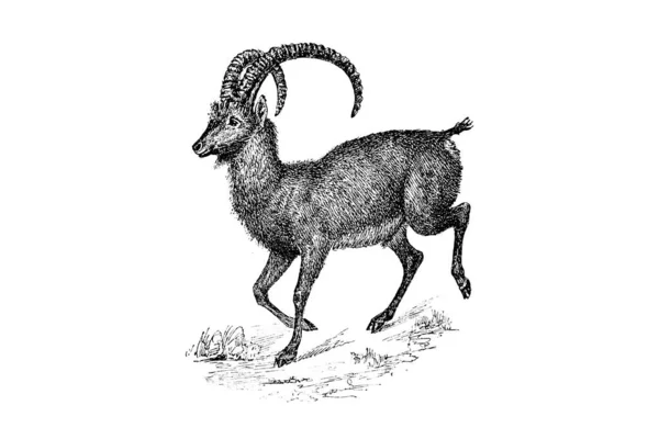 Goat Sketch Illustration Vector — Stock Photo, Image