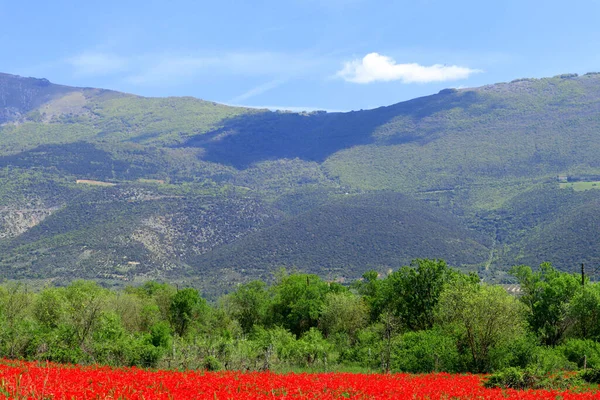 Prachtig Landschap Met Rode Bloemen Groene Bergen Achtergrond — Stockfoto