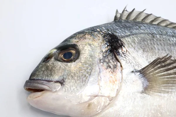 Риба Білому Тлі — стокове фото