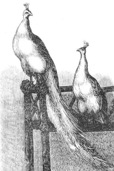 Ілюстрація Старого Птаха — стокове фото