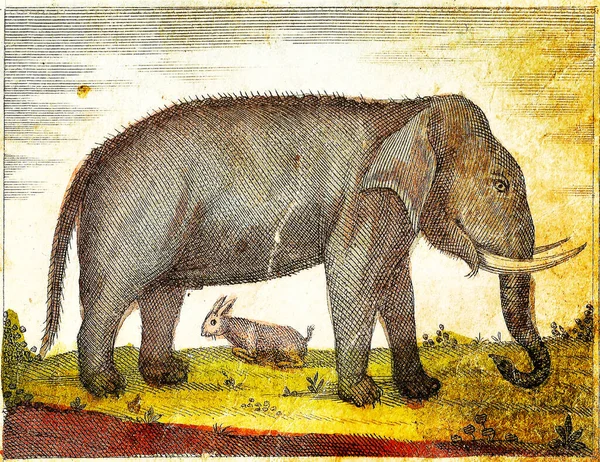 ELEPHANT and HARE - 1840 Vintage Engraved Illustration with original colors and imperfections.