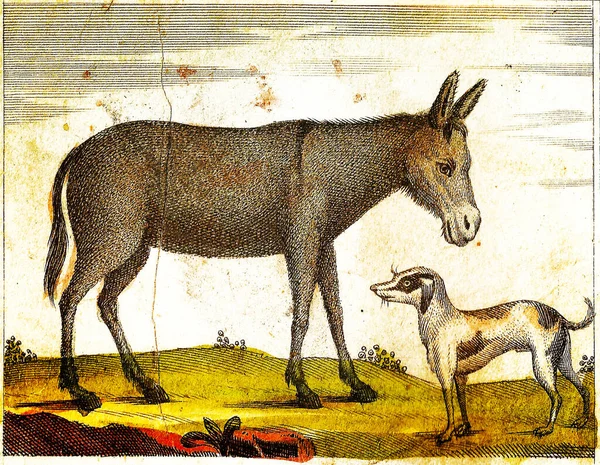 Donkey Dog 1840 Урожай Гравірована Ілюстрація Оригінальними Кольорами Недоліками — стокове фото