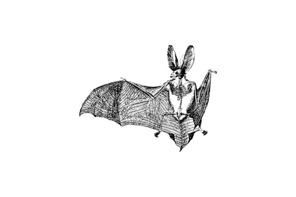 白い背景のコウモリのイラスト — ストック写真
