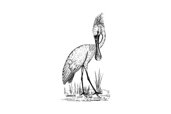 Ilustração Pássaro — Fotografia de Stock