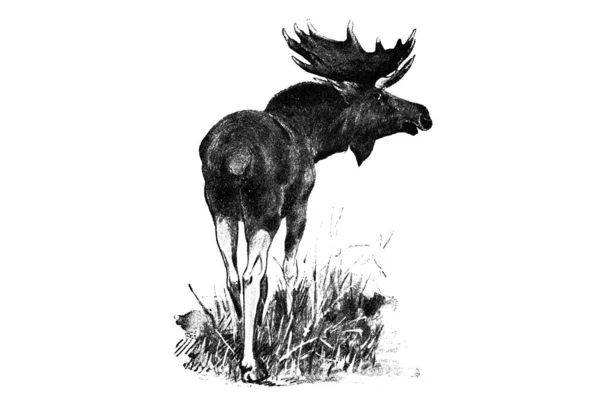 Black White Illustration Young Deer — Stock Photo, Image