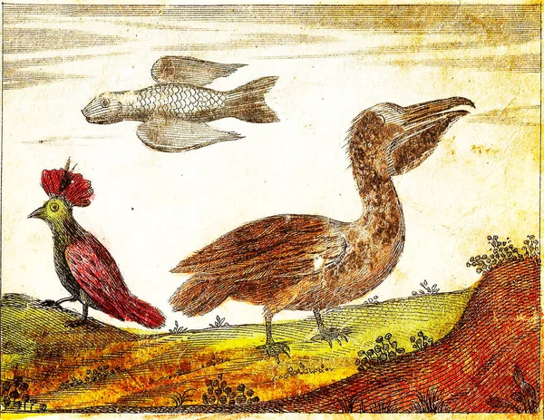 Cok Fish Pelican Woodpecker 1840 Illustrazione Incisa Vintage Con Colori — Foto Stock